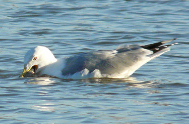 Yellow-legged Gull acquiring and feeding on fish