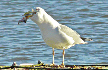 Yellow-legged Gull acquiring and feeding on fish