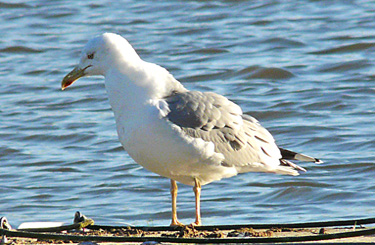 Yellow-legged Gull acquiring and feeding on fish