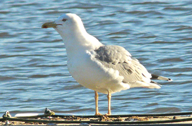 Yellow-legged Gull acquiring and feeding on fish