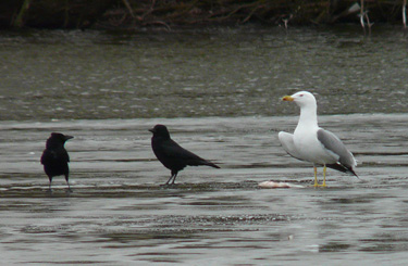 Yellow-legged Gull: agression towards other species when feeding