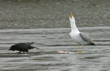 Yellow-legged Gull: agression towards other species when feeding