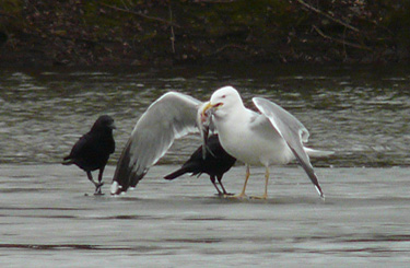 Yellow-legged Gull: agression towards other species when feeding