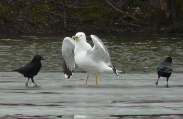 Yellow-legged Gull: agression towards other species when feeding