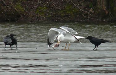 Yellow-legged Gull: agression towards other species when feeding