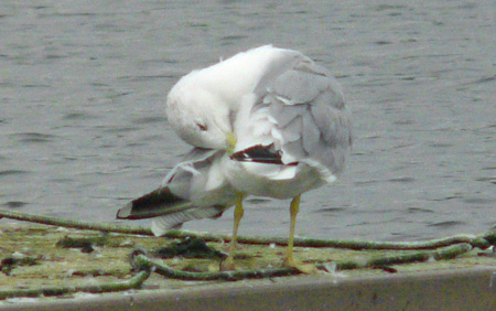 Yellow-legged Gull preening session