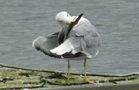 Yellow-legged Gull preening session