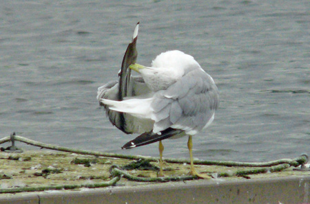 Yellow-legged Gull preening session