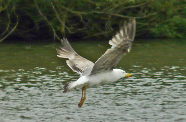 Moult and plumage development in an individual Yellow-legged Gull