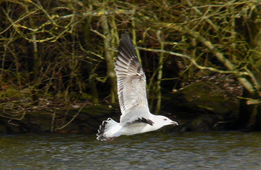 Moult and plumage development in an individual Yellow-legged Gull