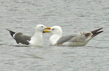 Yellow-legged Gull with LBB Gull, Warks, May 2010