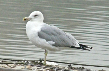 Moult and plumage development in an individual Yellow-legged Gull