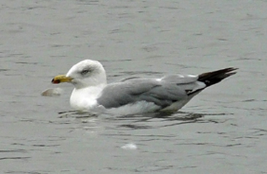 Moult and plumage development in an individual Yellow-legged Gull