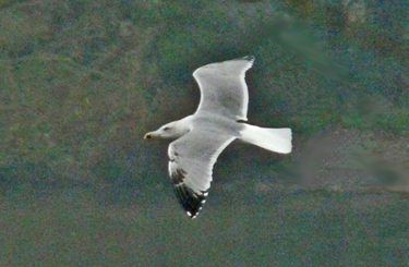 Moult and plumage development in an individual Yellow-legged Gull