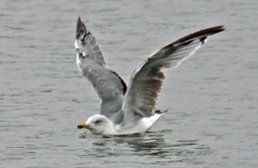 Moult and plumage development in an individual Yellow-legged Gull