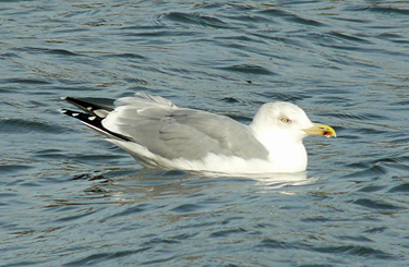 Moult and plumage development in an individual Yellow-legged Gull