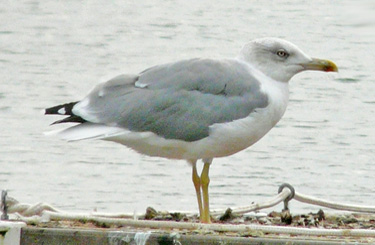 Moult and plumage development in an individual Yellow-legged Gull