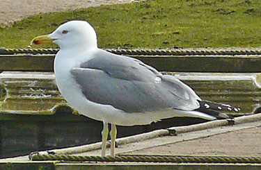 Moult and plumage development in an individual Yellow-legged Gull