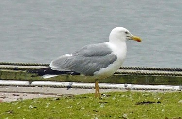 Moult and plumage development in an individual Yellow-legged Gull