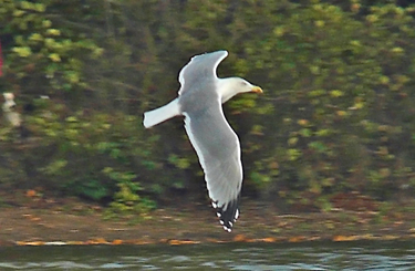 Moult and plumage development in an individual Yellow-legged Gull