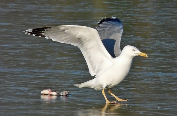 Yellow-legged Gull, Warks, January 2012