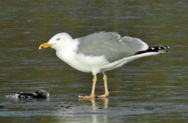 Moult and plumage development in an individual Yellow-legged Gull