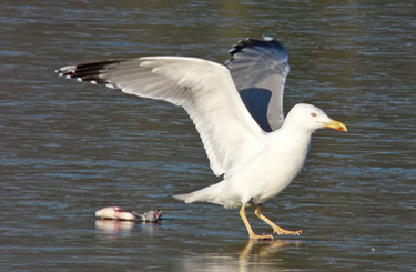 Moult and plumage development in an individual Yellow-legged Gull