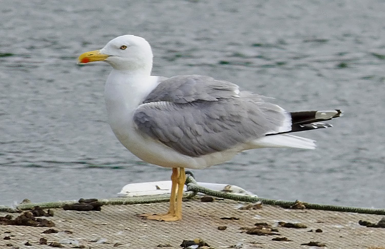 Yellow-legged Gull, Warks, July 2016