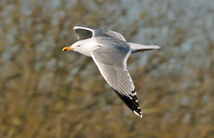 Yellow-legged Gull, Warks, January 2020