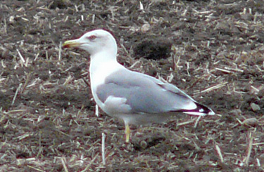 Yellow-legged Gull following the plough