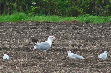 Yellow-legged Gull following the plough