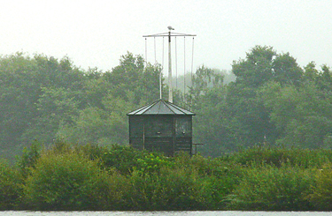 Yellow-legged Gull perched at top of flag pole