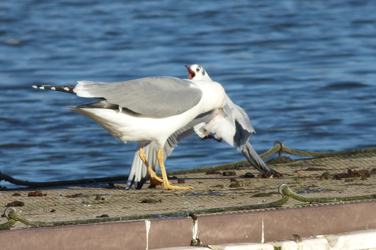 Yellow-legged Gull attacks Black-headed Gull
