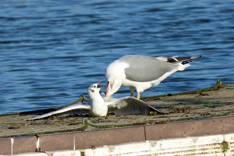 Yellow-legged Gull attacks Black-headed Gull