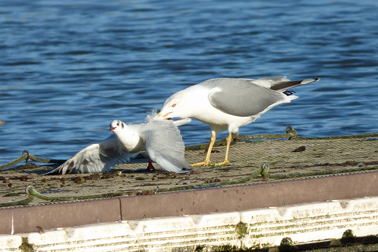 Yellow-legged Gull attacks Black-headed Gull
