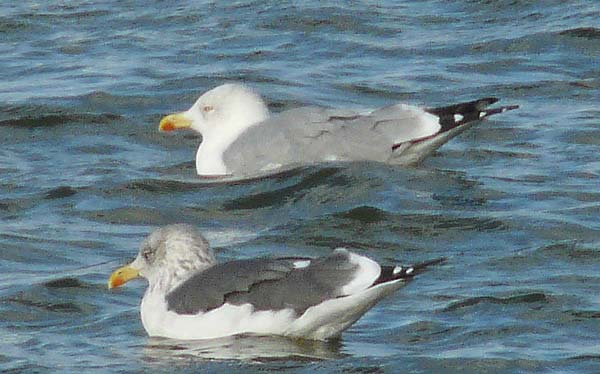 Yellow-legged Gull, Warks, Oct 2008