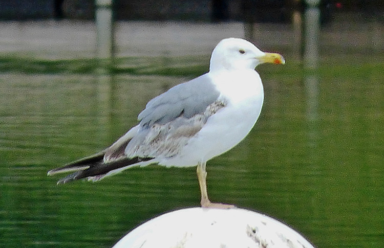 Yellow-legged Gull, 3cy (2S), WMids, July 2016