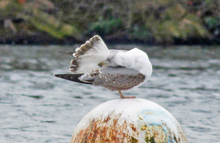 2cy (2W) Yellow-legged Gull, January 2016, West Midlands