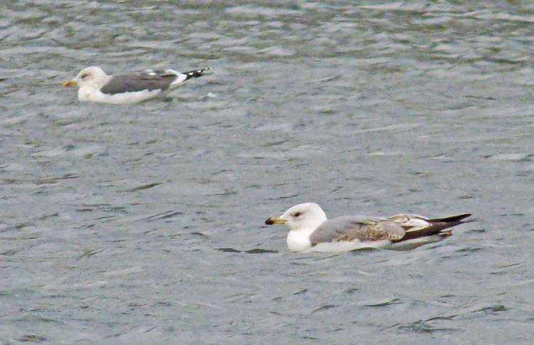 2cy (2W) Yellow-legged Gull, January 2016, West Midlands