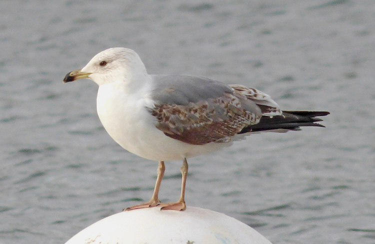 2cy (2W) Yellow-legged Gull, January 2016, West Midlands