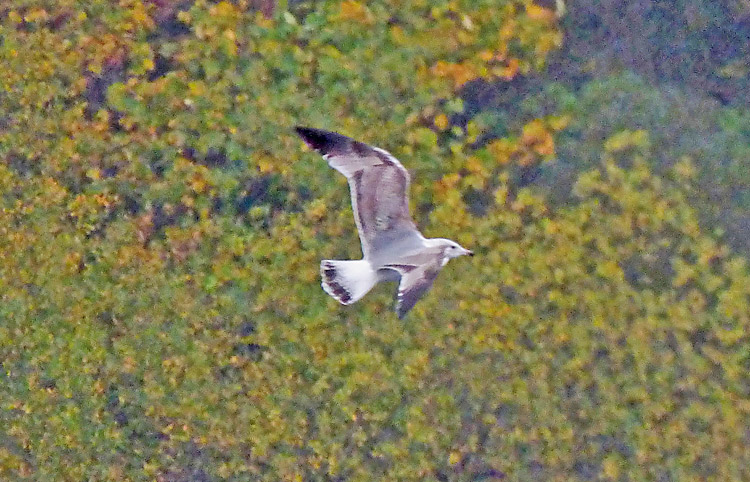 2cy (2W) Yellow-legged Gull, November 2015, West Midlands