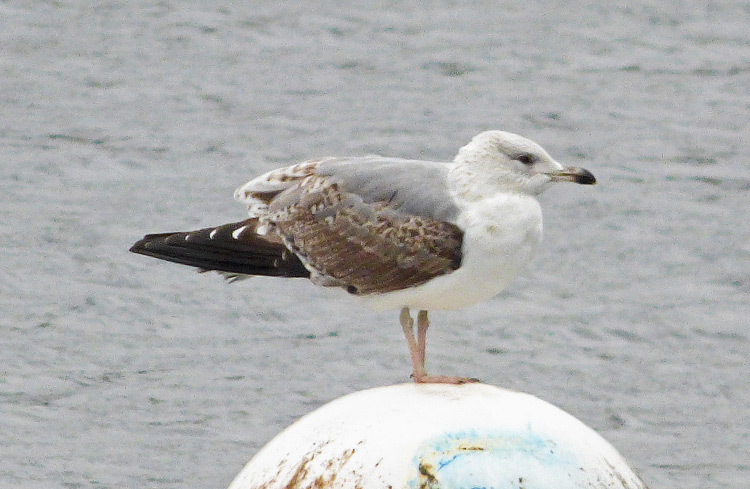 2cy (2W) Yellow-legged Gull, November 2015, West Midlands