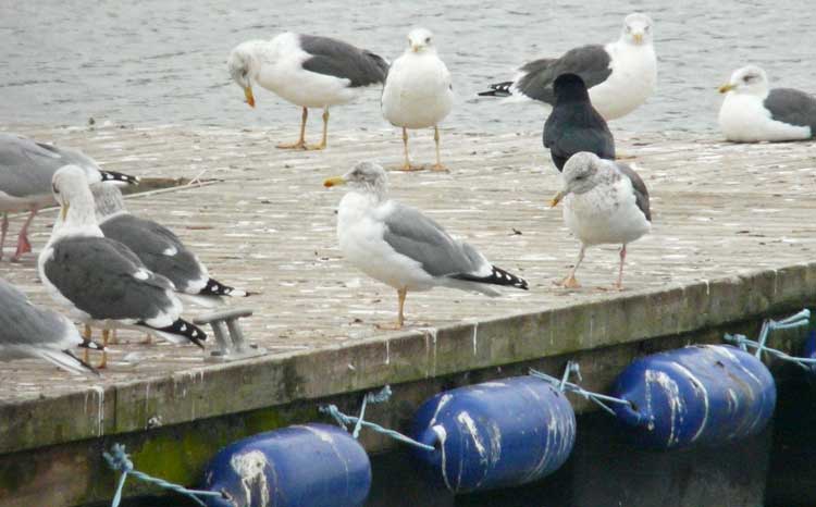 LWHG with yellow legs and very extensive and dark head-streaking