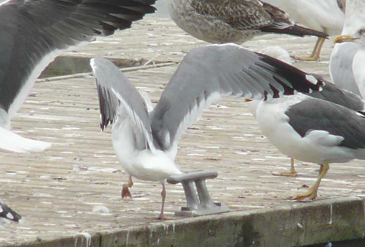 LWHG with yellow legs and very extensive and dark head-streaking