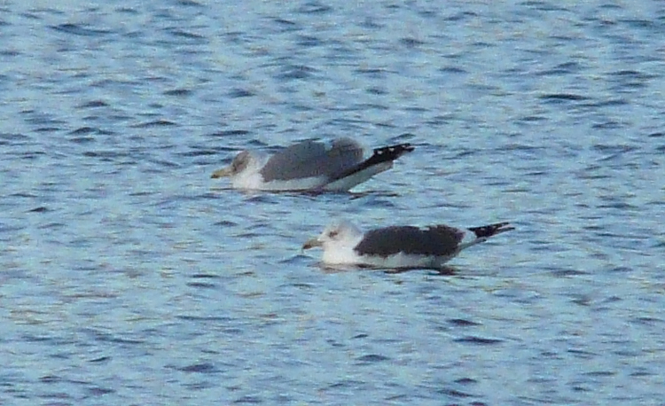 LWHG with dark grey mantle and copious head streaking