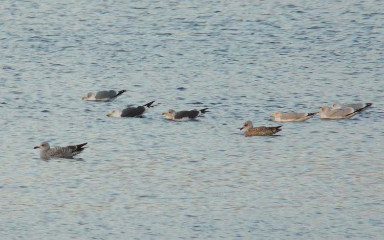 LWHG with dark grey mantle and copious head streaking