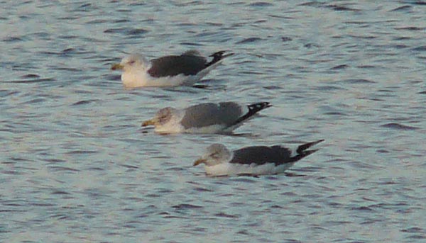 LWHG with dark grey mantle and copious head streaking