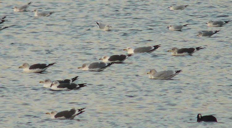 LWHG with dark grey mantle and copious head streaking