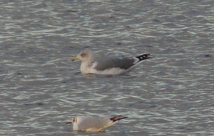 LWHG with very dark grey mantle and 'medium' degree of head streaking 