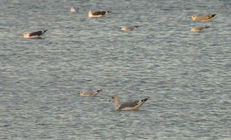 LWHG with very dark grey mantle and 'medium' degree of head streaking